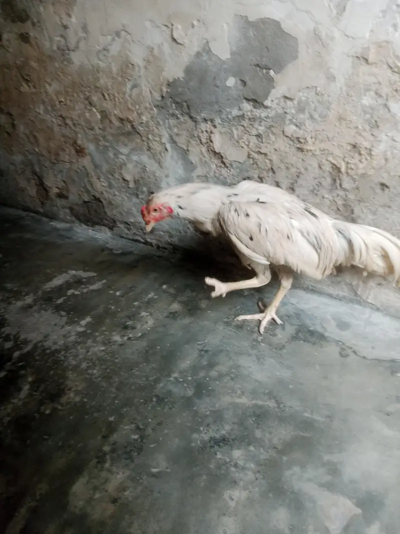 mian wali murga — photo 2