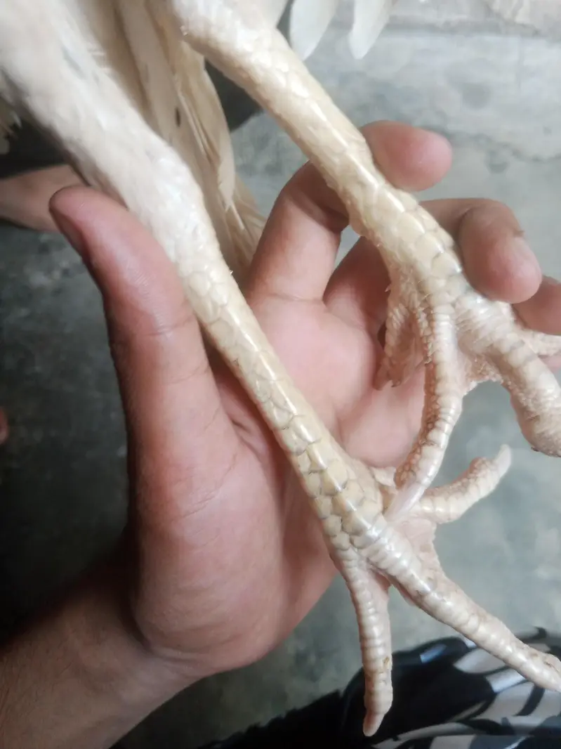 mian wali murga — photo 3