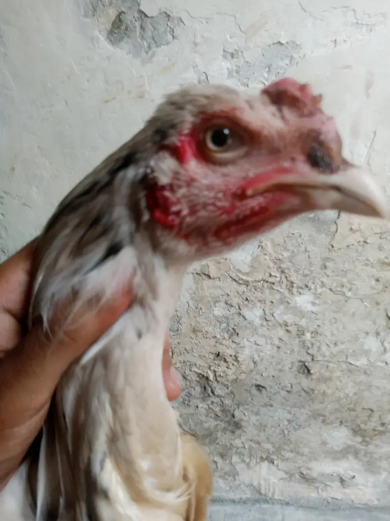 mian wali murga — photo 4