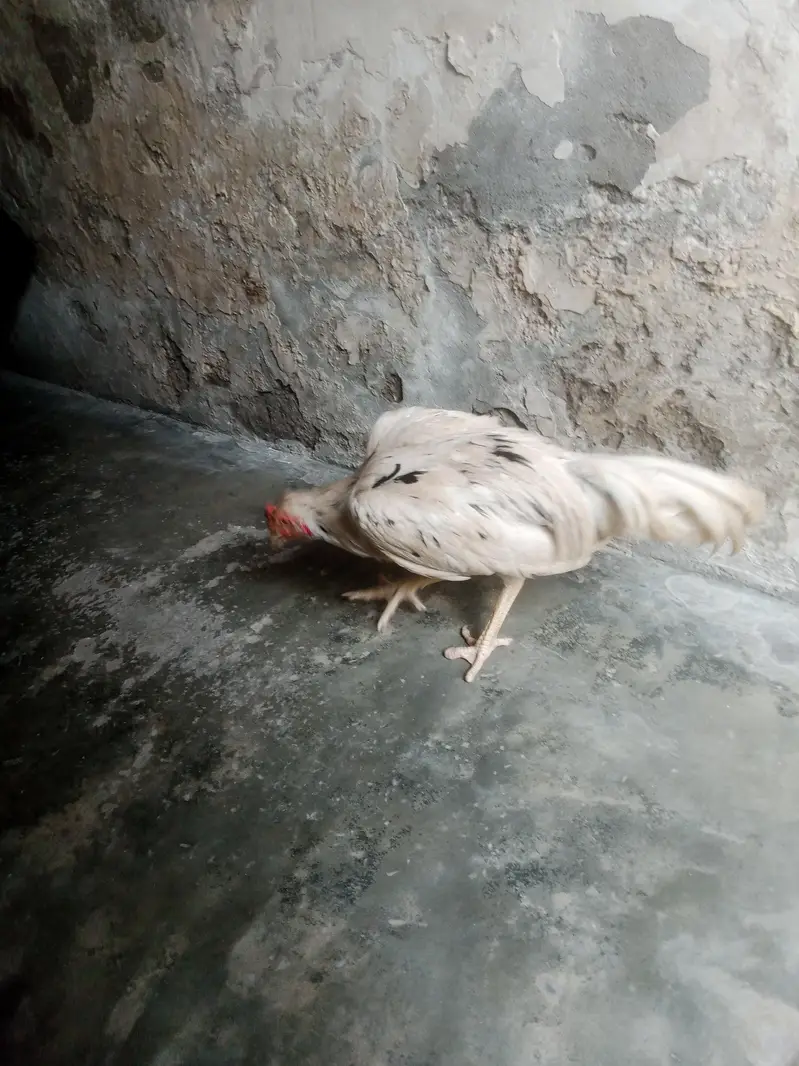 mian wali murga — photo 5