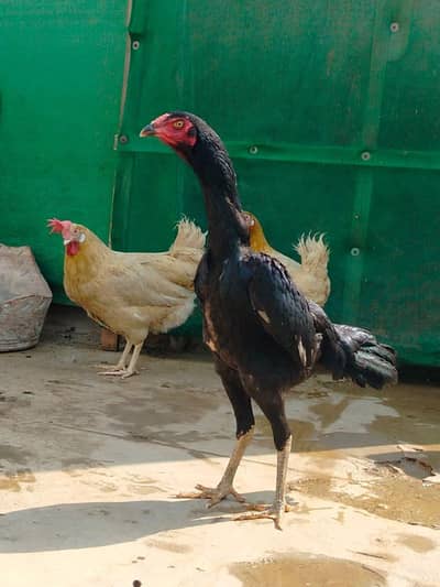 Top Quality Pure Japanese & German Shamo Chicks