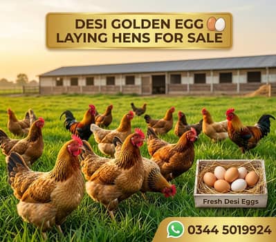 Desi Golden Misri Hens (Egg laying)