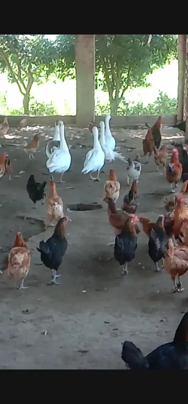 Desi Golden Misri Hens (Egg laying) — photo 2