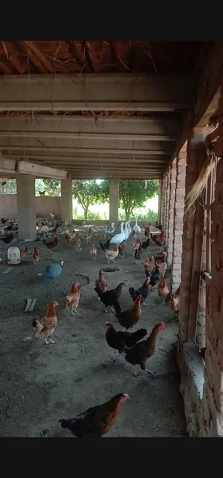 Desi Golden Misri Hens (Egg laying) — photo 3
