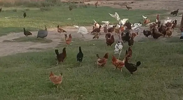 Desi Golden Misri Hens (Egg laying) — photo 4