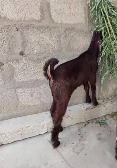 BAKRAA FOR SALE. . .