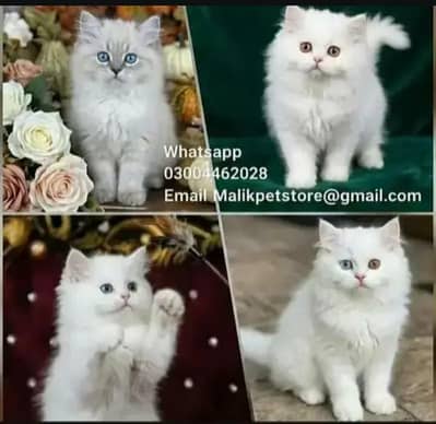 Persian Kittens | Persian Cat | Punch Face Persian | Triple Coated