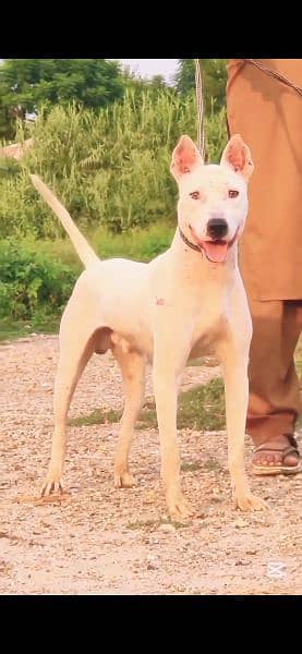 kohait gultair male age 10 month for sale available