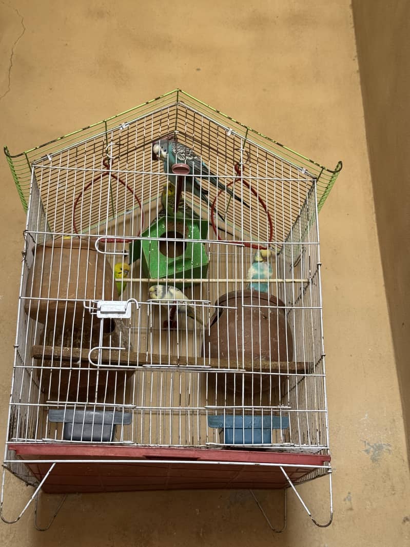 parrot 4
