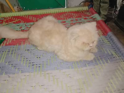 American male Cat for Sale o/3/2/7/0/4/0/2/0/0/7