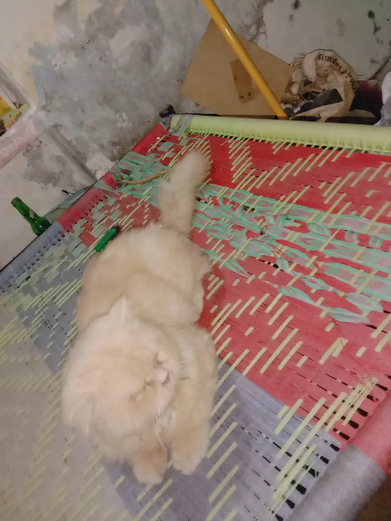 American male Cat for Sale o/3/2/7/0/4/0/2/0/0/7 — photo 2