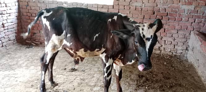 دیسی بچھڑے فار سیل 50 ہزار سے ڈیڑھ لاکھ تک
