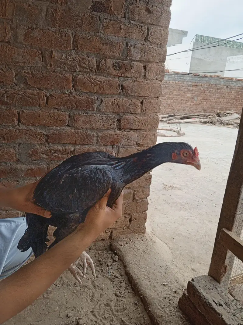 Pure Sindhi aseel — photo 2
