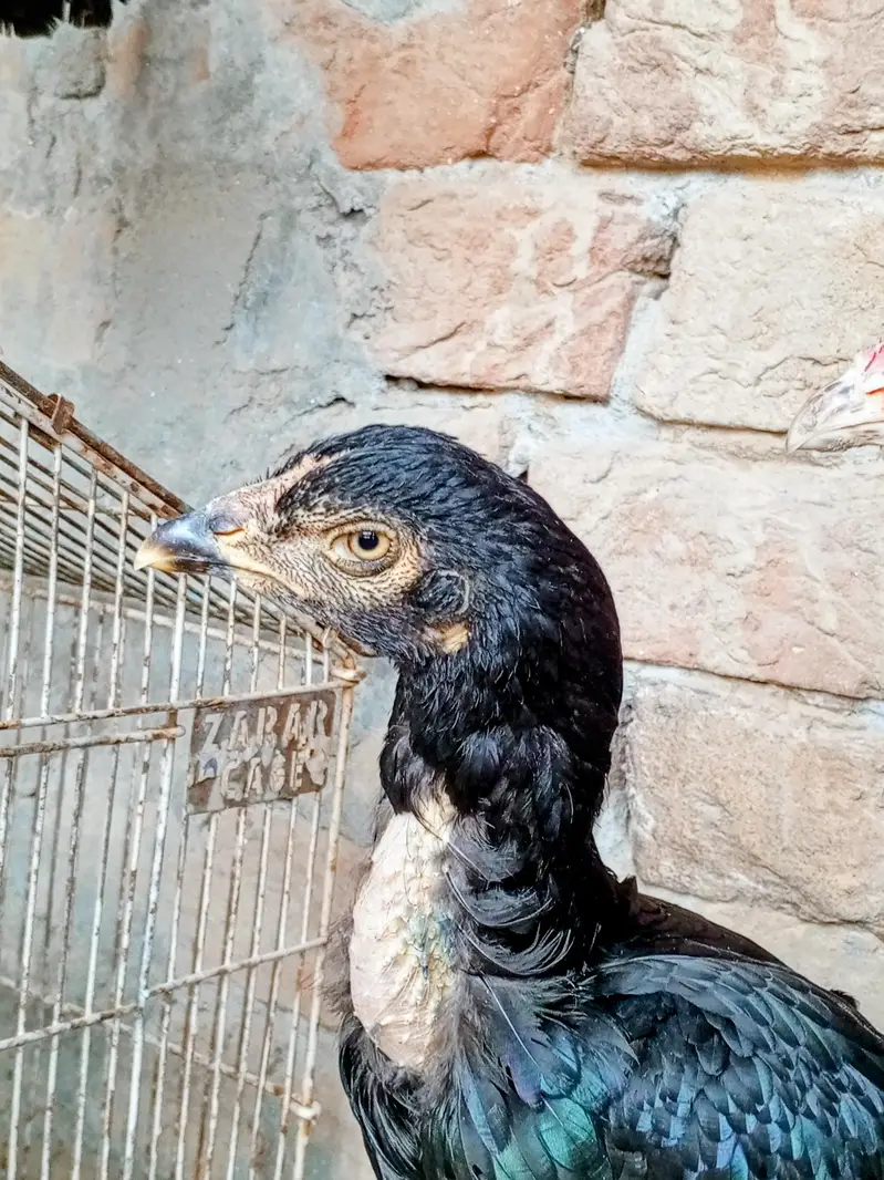 Pure Sindhi aseel — photo 4