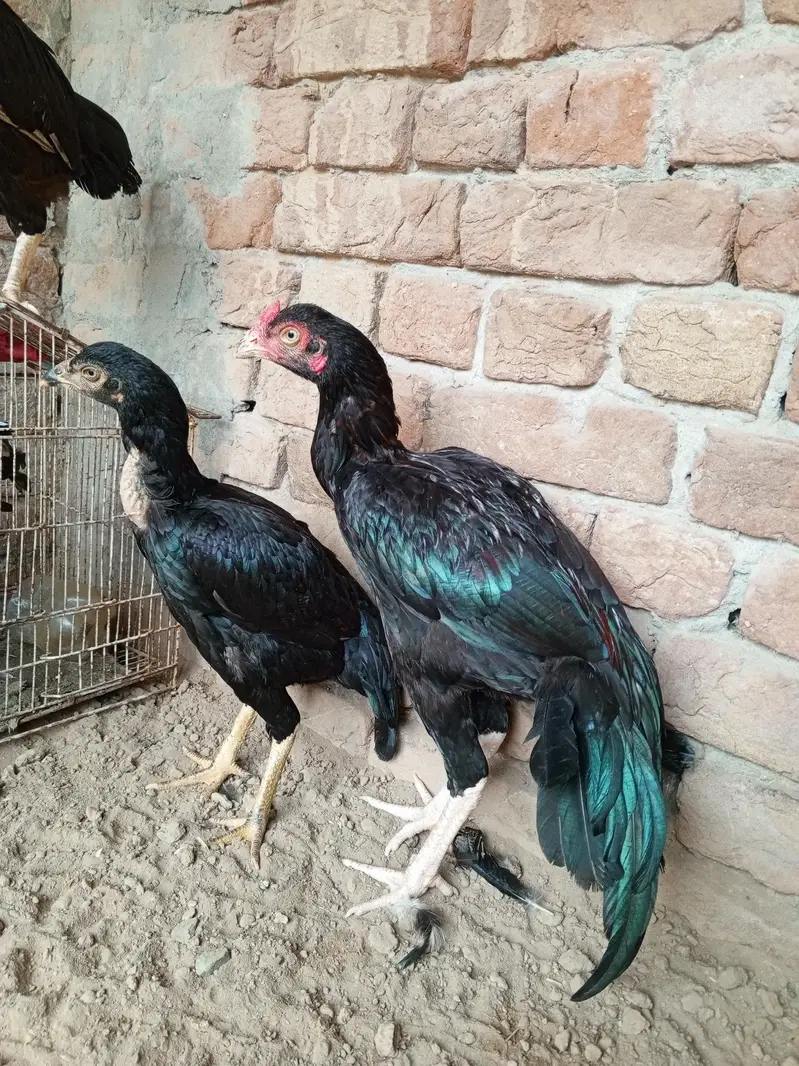 Pure Sindhi aseel — photo 5