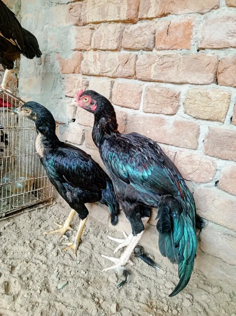 Pure Sindhi aseel — photo 7