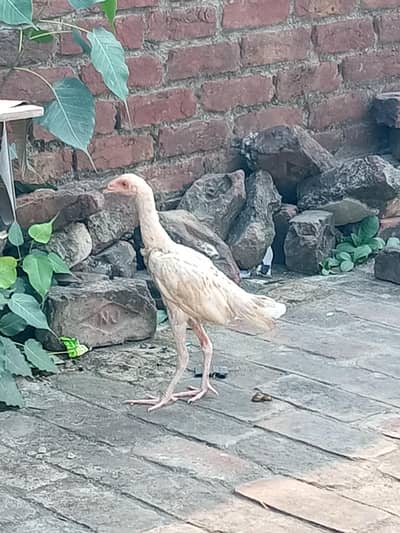 Ghar shift krnaa ha