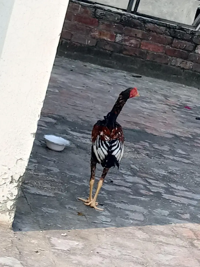 Ghar shift krnaa ha — photo 2