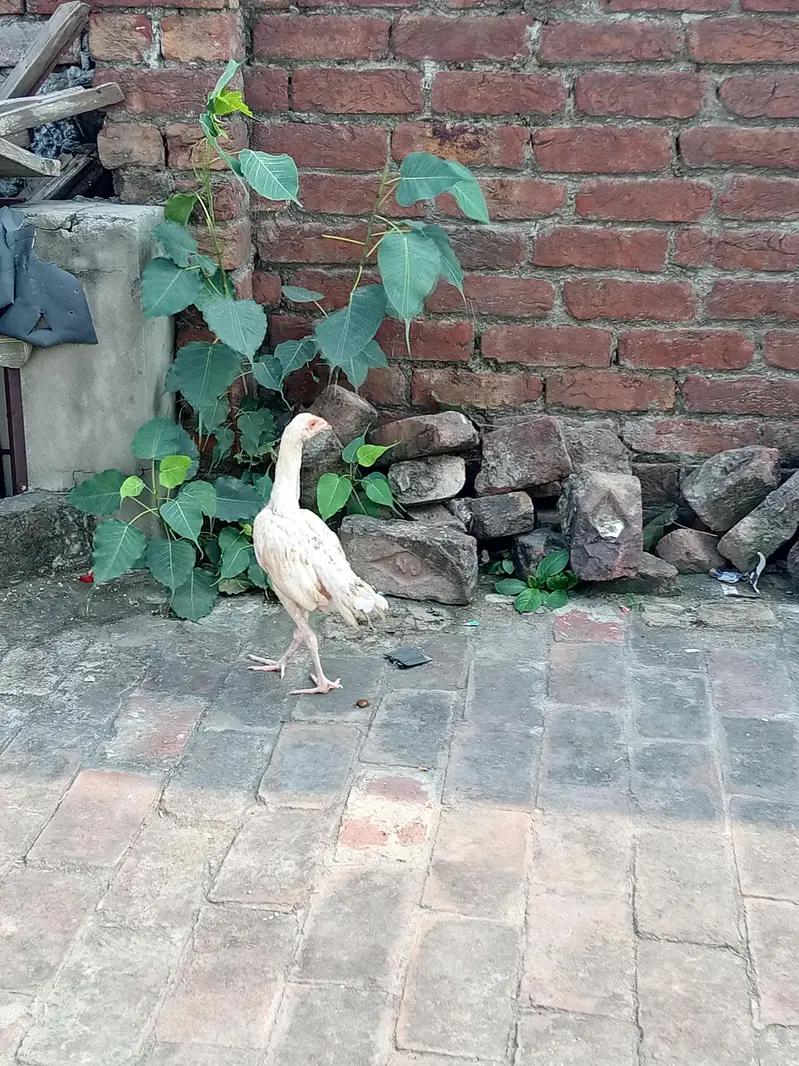 Ghar shift krnaa ha — photo 4