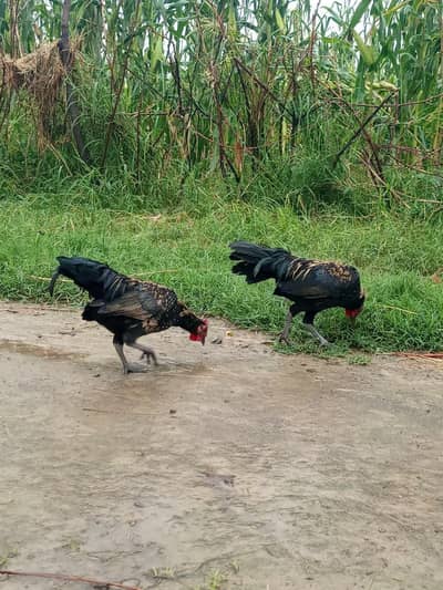 Fancy Bantam Roosters / English Murgy