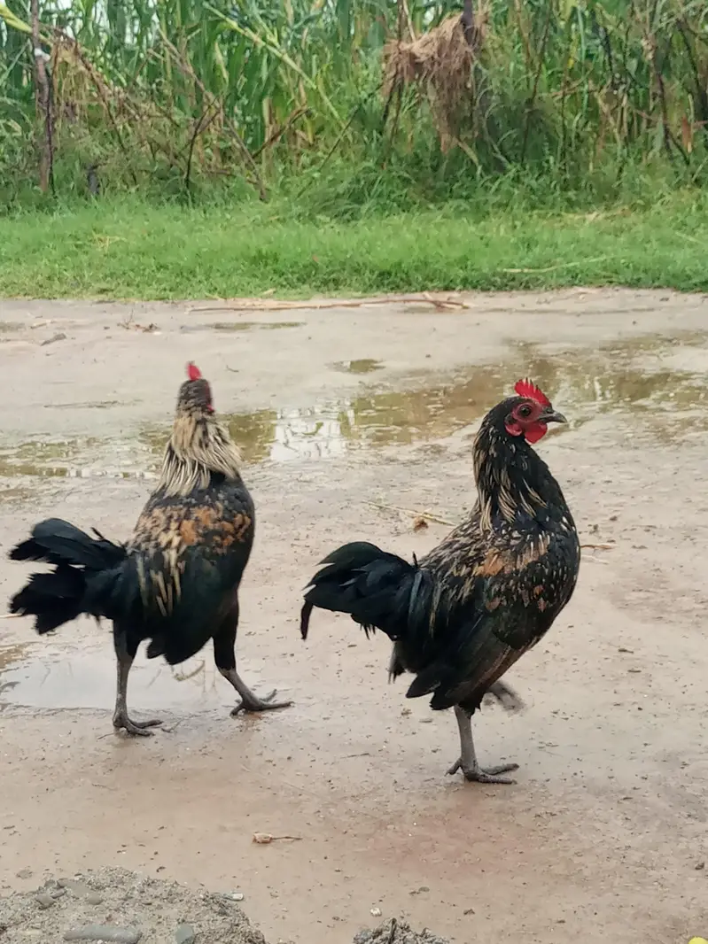 Fancy Bantam Roosters / English Murgy — photo 2