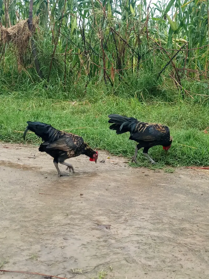 Fancy Bantam Roosters / English Murgy — photo 3