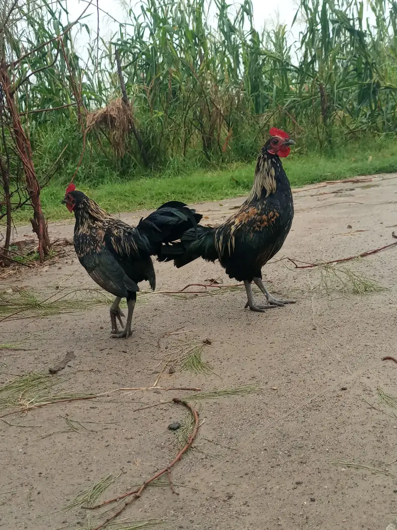 Fancy Bantam Roosters / English Murgy — photo 4