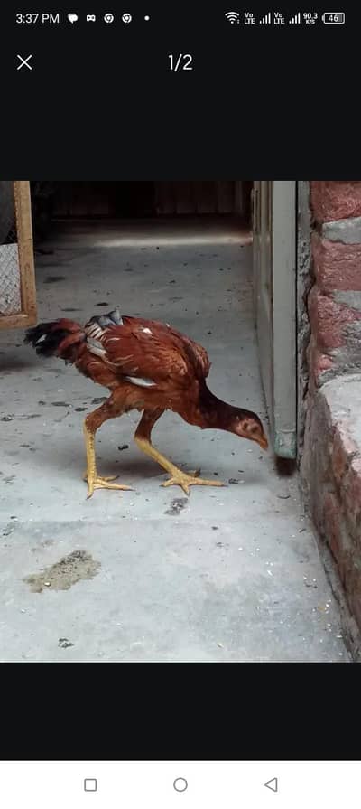 Lakha Aseel Female