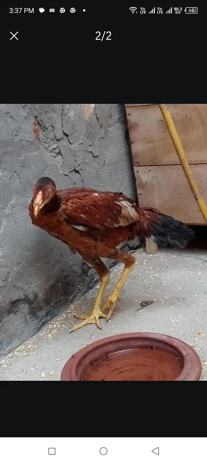 Lakha Aseel Female — photo 3