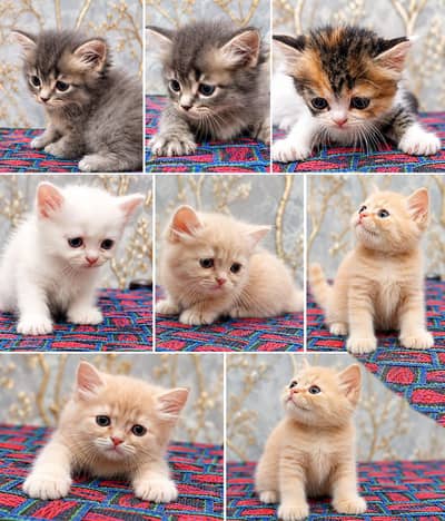 Persian kitten for sale