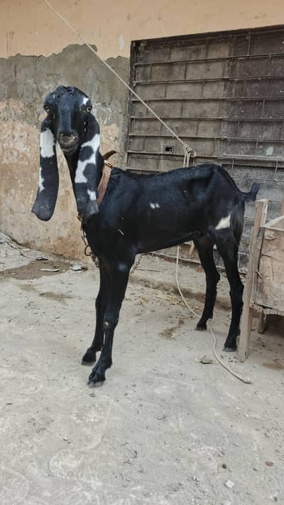 beetal nasal pathi available