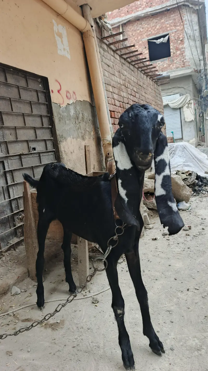 beetal nasal pathi available — photo 2