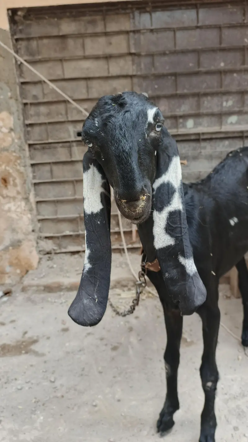 beetal nasal pathi available — photo 3