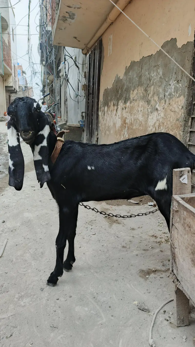 beetal nasal pathi available — photo 4