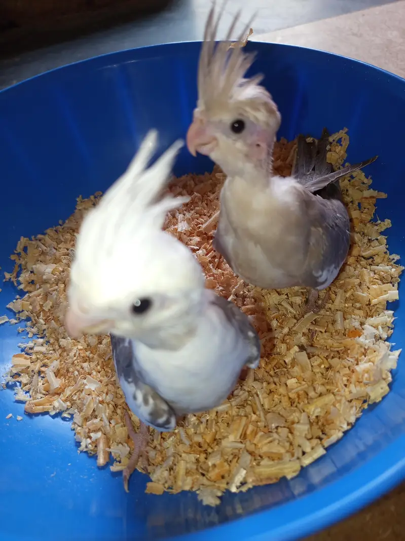 Whiteface Pied Cockatiel Chicks — photo 2