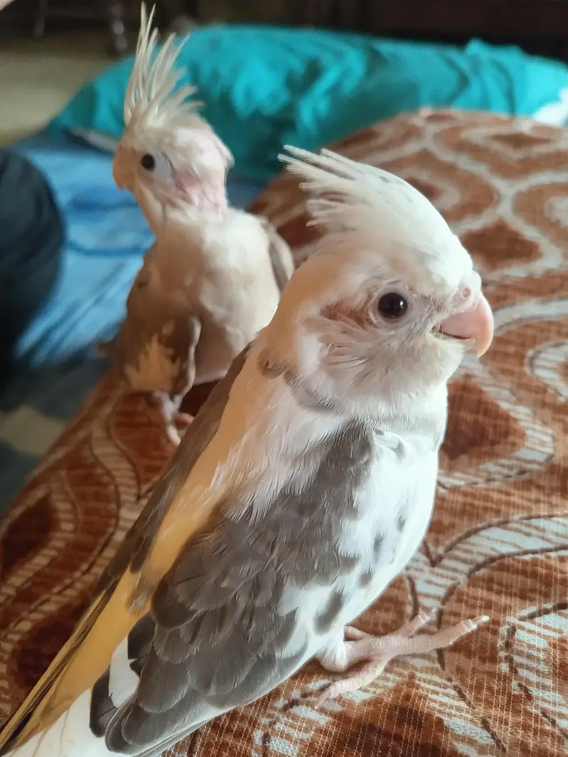 Whiteface Pied Cockatiel Chicks — photo 3