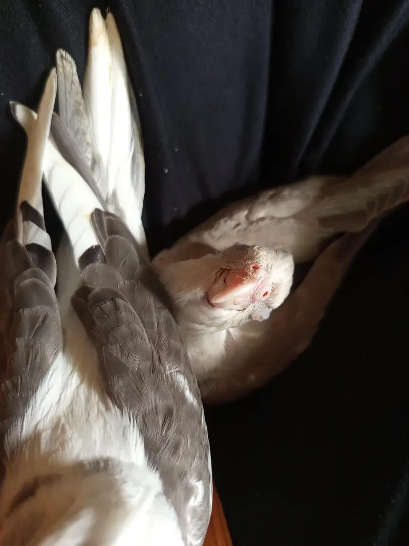 Whiteface Pied Cockatiel Chicks — photo 4