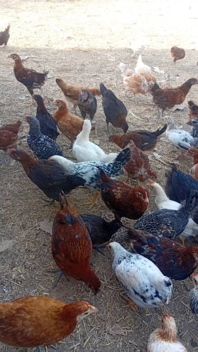 2.5 months active golden misri patha  urgent sale