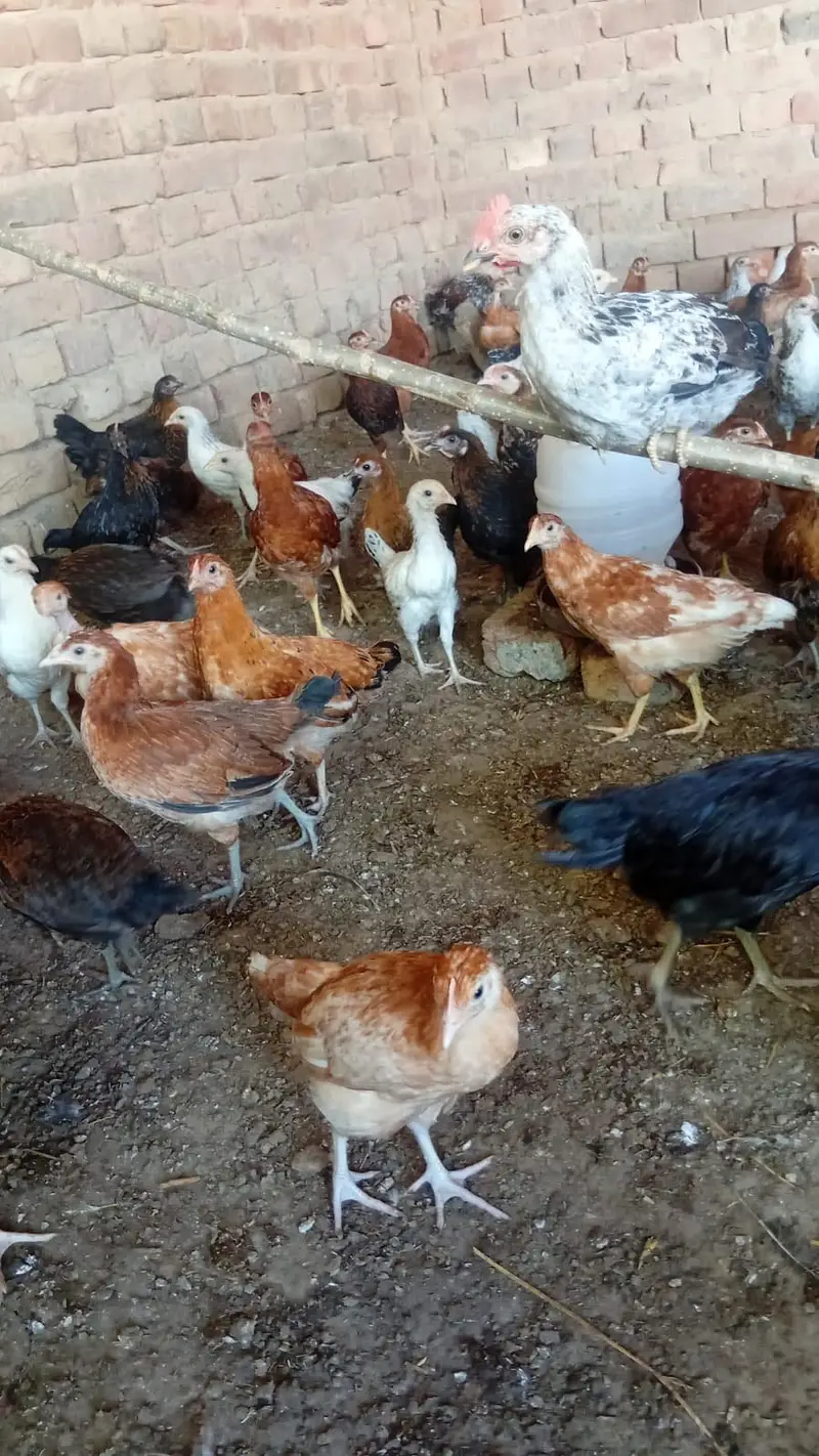 2.5 months active golden misri patha  urgent sale — photo 2