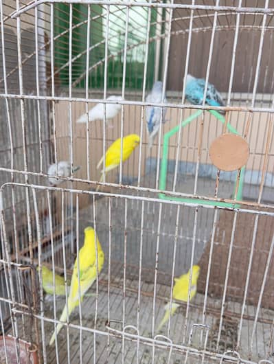 Different Australian Parrots Pairs Available
