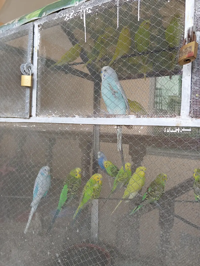 Different Australian Parrots Pairs Available — photo 2
