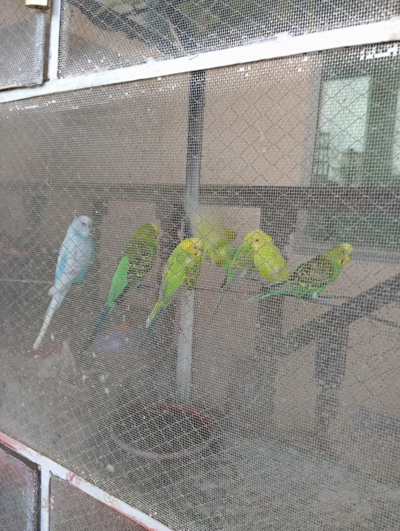 Different Australian Parrots Pairs Available — photo 3