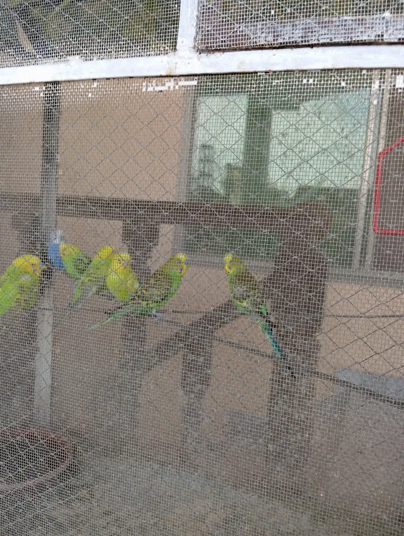 Different Australian Parrots Pairs Available — photo 4
