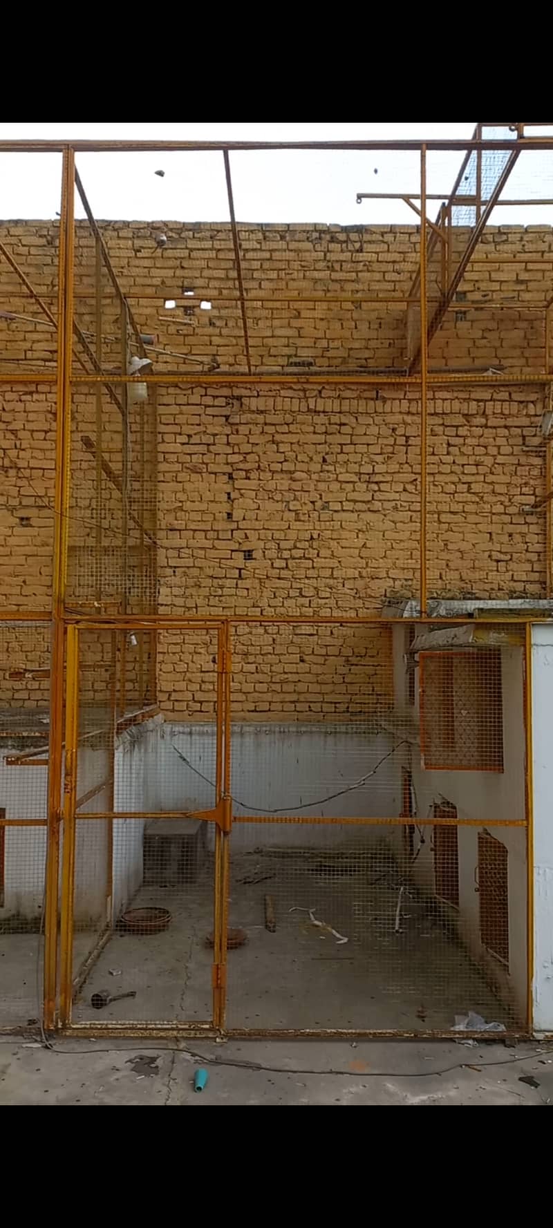 Bird Cage 5