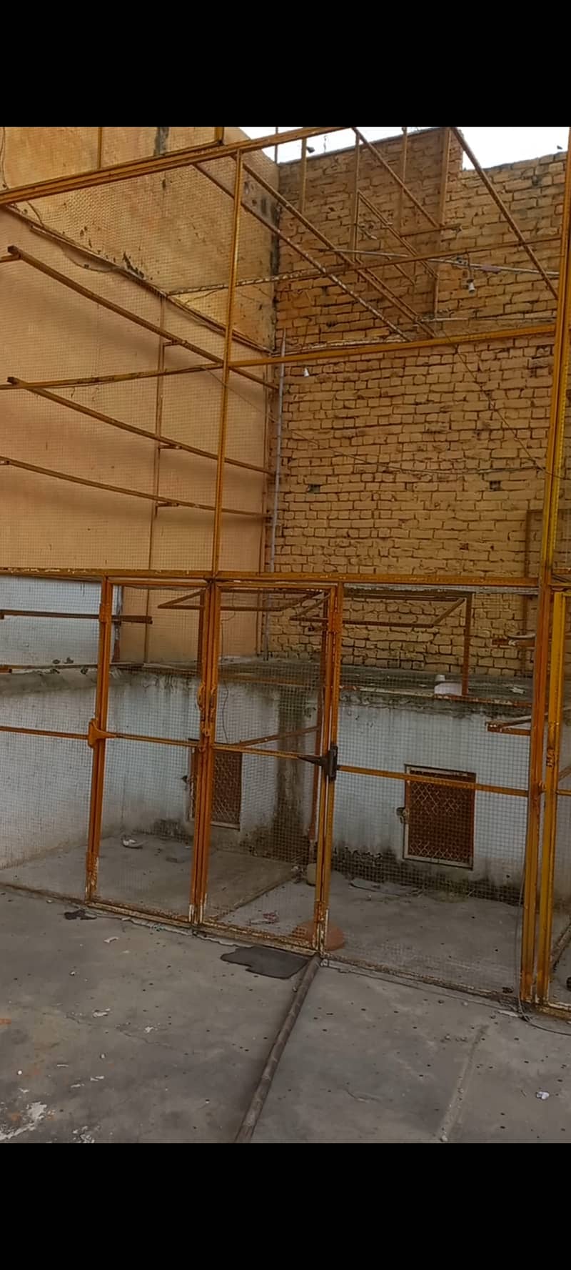 Bird Cage 6