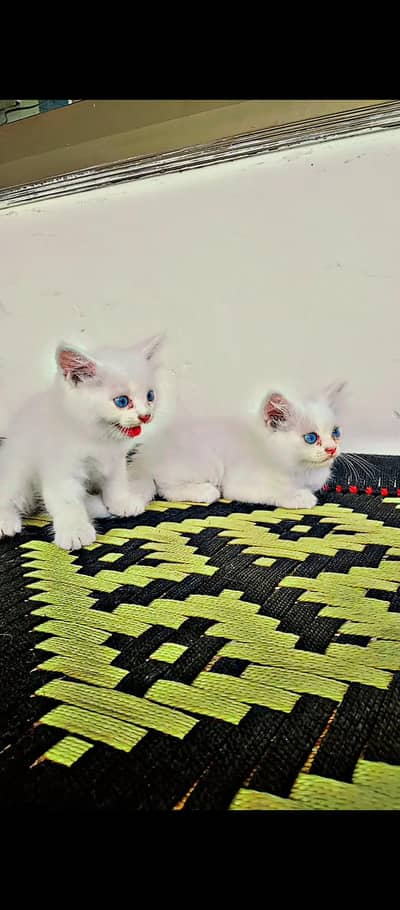 blue eyes triple coated