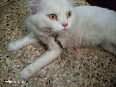 Persian Tripple coated vacinated (Male)