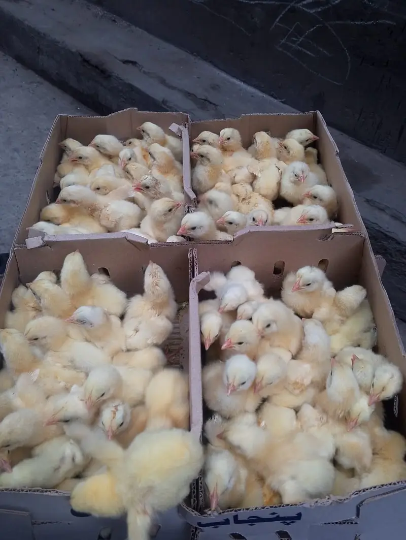 orignal borilar chicks avilabale A&B garet,,03209443064 — photo 3