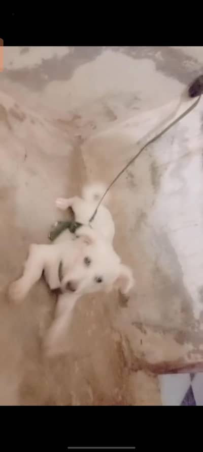 5 mahiny ki ha arjant sale