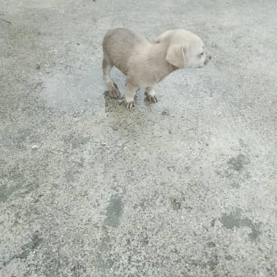 Tady dog babies